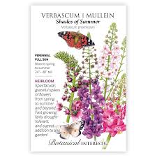 Attēlu rezultāti vaicājumam “Verbascum”