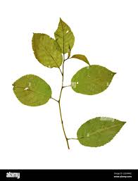 Attēlu rezultāti vaicājumam “Cerasus leaf”