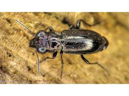 Attēlu rezultāti vaicājumam “Notiophilus palustris”