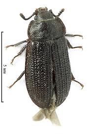 Attēlu rezultāti vaicājumam “Grynocharis oblonga”