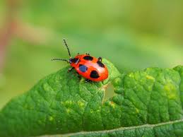 Attēlu rezultāti vaicājumam “Endomychus coccineus”