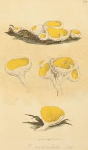 Attēlu rezultāti vaicājumam “Sowerbyella radiculata”