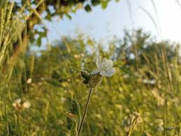 Attēlu rezultāti vaicājumam “Silene latifolia subsp. alba flower”