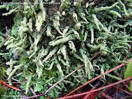 Attēlu rezultāti vaicājumam “Cladonia coniocraea”