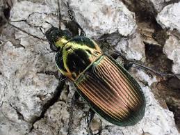 Attēlu rezultāti vaicājumam “Poecilus versicolor”