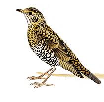 Image result for Zoothera dauma