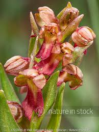Attēlu rezultāti vaicājumam “Coeloglossum viride flower”
