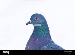 Attēlu rezultāti vaicājumam “Columba livia f. domestica adult”