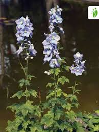 Attēlu rezultāti vaicājumam “Delphinium elatum  bud”