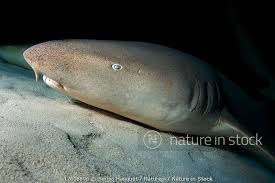 Image result for Nebrius ferrugineus