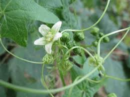 Attēlu rezultāti vaicājumam “Cucurbitaceae”