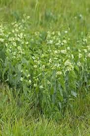 Attēlu rezultāti vaicājumam “Vincetoxicum hirundinaria”