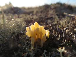 Attēlu rezultāti vaicājumam “Clavaria argillacea”