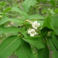 Attēlu rezultāti vaicājumam “Larix kaempferi female flower”