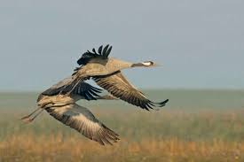 Attēlu rezultāti vaicājumam “Grus grus adult”