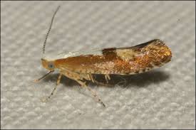 Attēlu rezultāti vaicājumam “Argyresthia pruniella”