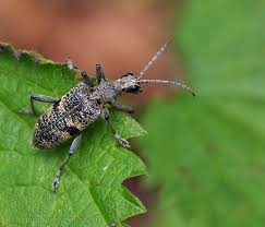 Attēlu rezultāti vaicājumam “Rhagium mordax”