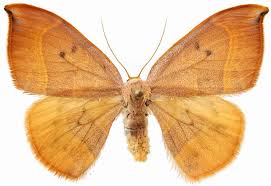 Attēlu rezultāti vaicājumam “Watsonalla binaria”