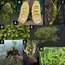 Attēlu rezultāti vaicājumam “Cicuta virosa leaf”