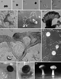 Attēlu rezultāti vaicājumam “Didymium melanospermum spores”