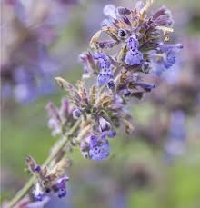Attēlu rezultāti vaicājumam “Nepeta x faassenii leaf”