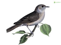 Attēlu rezultāti vaicājumam “Sylvia borin nest”