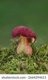 Attēlu rezultāti vaicājumam “Xerocomus rubellus”