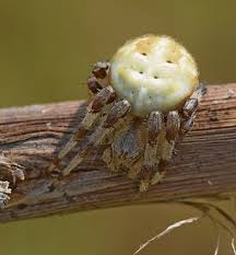 Attēlu rezultāti vaicājumam “Araneus quadratus male”