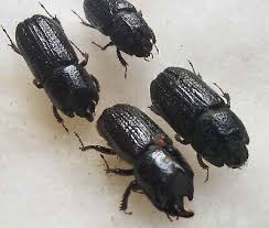 Attēlu rezultāti vaicājumam “Sinodendron cylindricum”