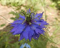 Image result for Nigella damascena