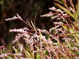 Attēlu rezultāti vaicājumam “Polygonum amphibium leaf”