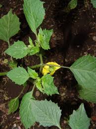 Attēlu rezultāti vaicājumam “Physarum alexandrowiczii”