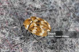 Attēlu rezultāti vaicājumam “Anthrenus verbasci”