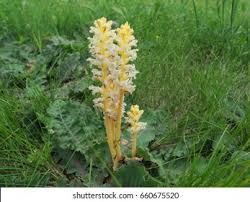 Attēlu rezultāti vaicājumam “Orobanche coerulescens bud”