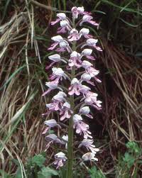 Attēlu rezultāti vaicājumam “Orchis militaris flower”
