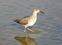 Attēlu rezultāti vaicājumam “Calidris”