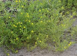 Attēlu rezultāti vaicājumam “Potentilla supina flower”
