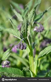 Attēlu rezultāti vaicājumam “Symphytum officinale bud”