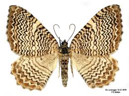 Attēlu rezultāti vaicājumam “Hydria undulata”