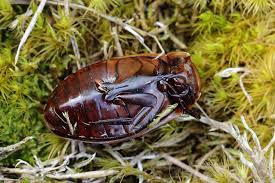 Attēlu rezultāti vaicājumam “Dytiscus dimidiatus”