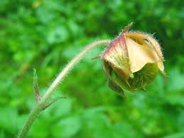 Image result for Geum rivale