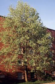 Attēlu rezultāti vaicājumam “Magnolia acuminata”