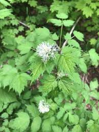 Attēlu rezultāti vaicājumam “Actaea spicata fruit”