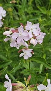 Attēlu rezultāti vaicājumam “Saponaria officinalis flower”