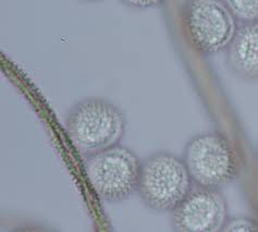 Attēlu rezultāti vaicājumam “Dianema depressum macro”