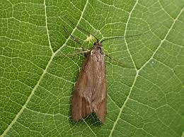 Attēlu rezultāti vaicājumam “Chimabachidae”