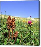 Attēlu rezultāti vaicājumam “Orobanche reticulata”