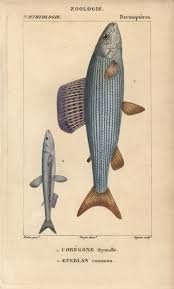 Image result for Thymallus thymallus