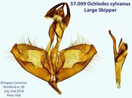 Attēlu rezultāti vaicājumam “Ochlodes sylvanus male”