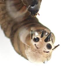 Attēlu rezultāti vaicājumam “Tipulidae larva”